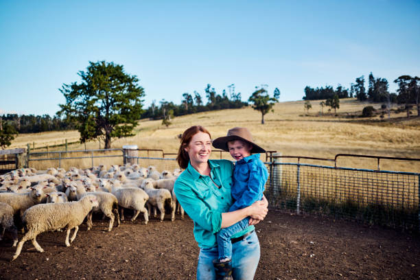 Sheep Farming in the Scenic Tasmania stock photo