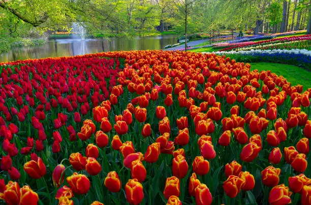 Rows of multi-coloured tulips in a park with a pond and a fountain in the background