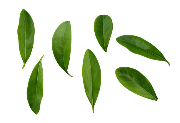 istock Fresh green leaves isolated on white background. 1496187729