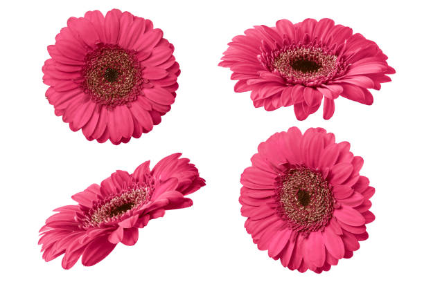 istock Pink gerbera flower isolated on white background. 1496187765