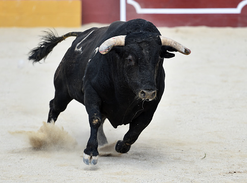 Black bull running in the spanish bullring
