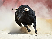 Strong and muscular bull in spain