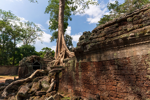 The famous Ta Prohm temple in the Angkor complex in Cambodia is notable for its architecture in which the roots of the surrounding jungle trees intertwine with the masonry of the ancient temples.