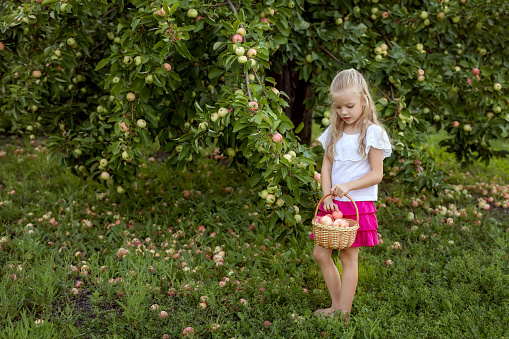 Little girl picking apples in a basket at the garden. Harvest Concept. Child picking apples on farm.