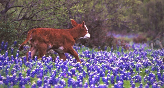 A Hereford calf runs through a field of blue bonnets.  The background is green  trees.