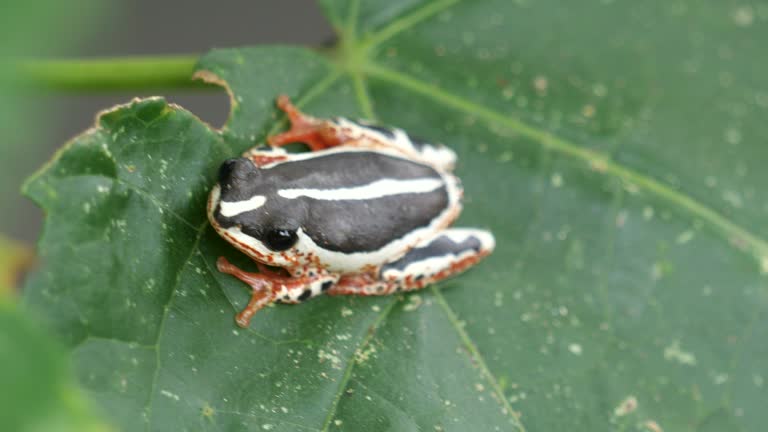 An african reed frog