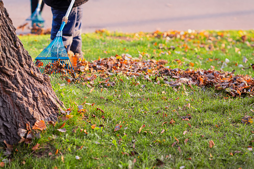 Autumn, leaf fall. Cleaning sidewalk from fallen leaves with rake, seasonal job in city