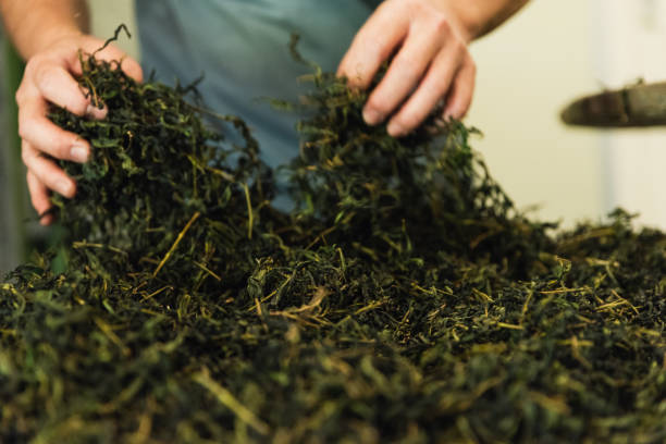 In late April 2023, we captured the enchanting organic tea-making process of a 3-person family in Pinglin, Taipei. From tending to the organic tea plantation to meticulous craftsmanship, we witnessed their dedication, harmony, and love for preserving tradition.