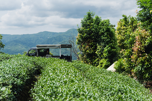 In late April 2023, we embarked on a captivating journey to document the tea harvesting process of a small 3-person family in the tea fields of Pinglin, Taipei. Amidst the picturesque landscape, our cameras captured the family's use of advanced machinery to harvest tea leaves.