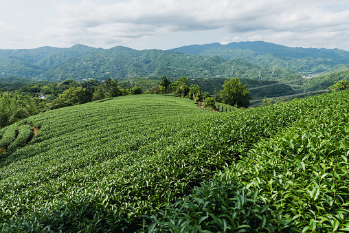 In late April 2023, we embarked on a captivating journey to document the tea harvesting process of a small 3-person family in the tea fields of Pinglin, Taipei. Amidst the picturesque landscape, our cameras captured the family's use of advanced machinery to harvest tea leaves.