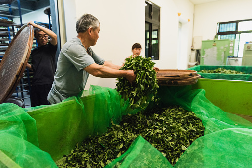 In late April 2023, we captured the enchanting organic tea-making process of a 3-person family in Pinglin, Taipei. From tending to the organic tea plantation to meticulous craftsmanship, we witnessed their dedication, harmony, and love for preserving tradition.