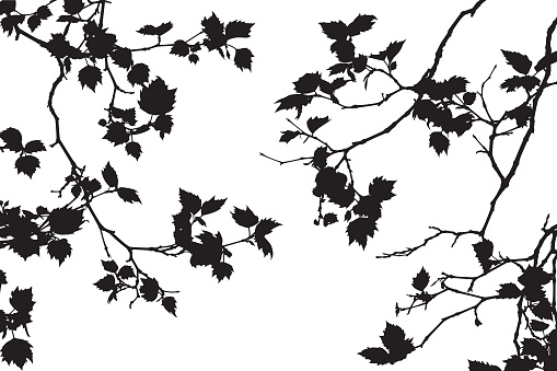 Vector silhouette of a group of tree branches and leaves.