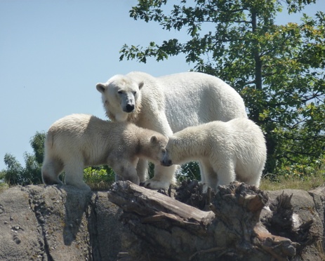 In the zoological garden of Rotterdam mother polar bear got 2 baby's. I was lucky and got them together on this picture. Such a cute sight