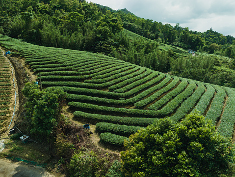 In late April 2023, we embarked on a captivating journey to document the tea harvesting process of a small 3-person family in the tea fields of Pinglin, Taipei. Amidst the picturesque landscape, our cameras captured the family's use of advanced machinery to harvest tea leaves.