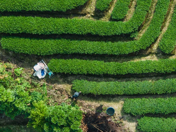 istock A small family of three uses a tea harvesting machine 1496194005