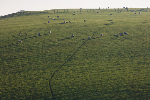 Picturesque, rural, rolling countryside landscape with grazing sheep on a farmland hillside near Aberdour, Fife, Scotland, UK.