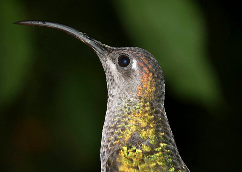 Hummingbirds are birds native to the Americas and comprise the biological family Trochilidae. With about 366 species, they occur from Alaska to Tierra del Fuego, but most species are found in Central and South America.