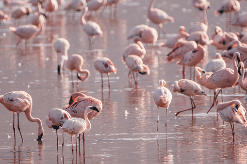 Lovely pink flamingos eating algae out of an alkaline lake - Lake Nakuru Kenya
