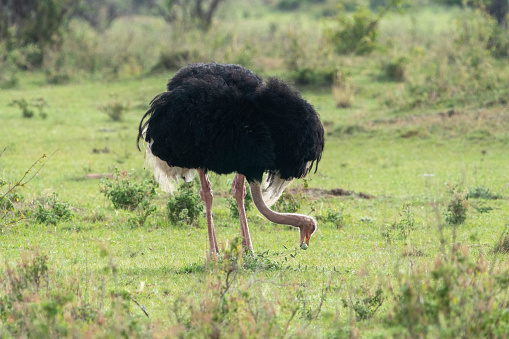 A flock of ostriches in Oudtshoorn, South Africa