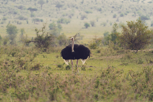 Ostrich bird roaming around in the Masaai Mara Reserve in Kenya Africa
