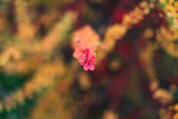 Autumn in garden, Barberry bush