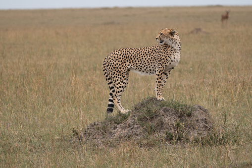 Cheetah (Acinonyx jubatus) mother and cubs. Ndutu region of Ngorongoro Conservation Area, Tanzania, Africa