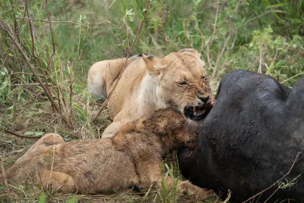 Photo of Snarling lions eat and feast on a dead cape buffalo they recently killed. Masaai Mara Reserve in Kenya