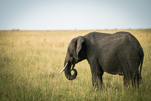 A young elephant reaching towards the camera with his trunk - Thailand