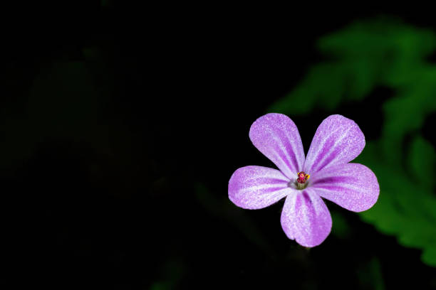 istock Purple flower on a dark background closeup. 1496198269