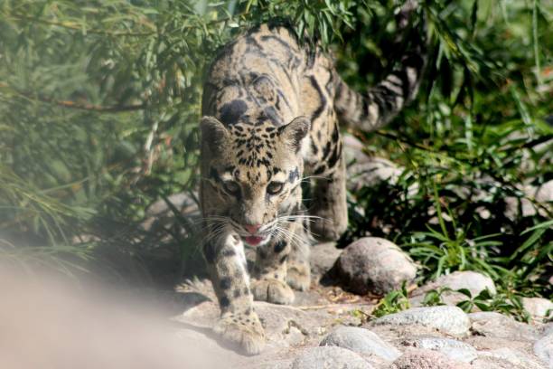 A Beautiful Clouded leopard A Beautiful Clouded leopard portrait of beautiful clouded leopard neofelis nebulosa stock pictures, royalty-free photos & images