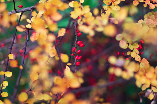 Autumn in garden, Barberry bush