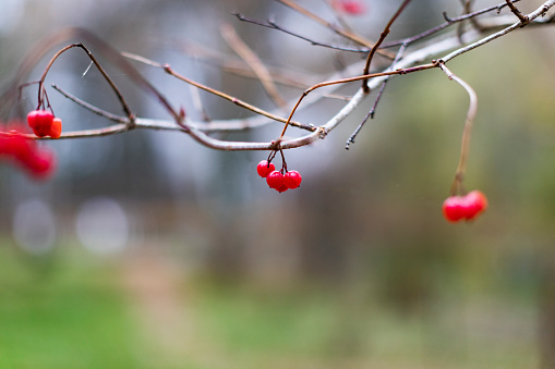 red berry with frost and ice at very cold winter day