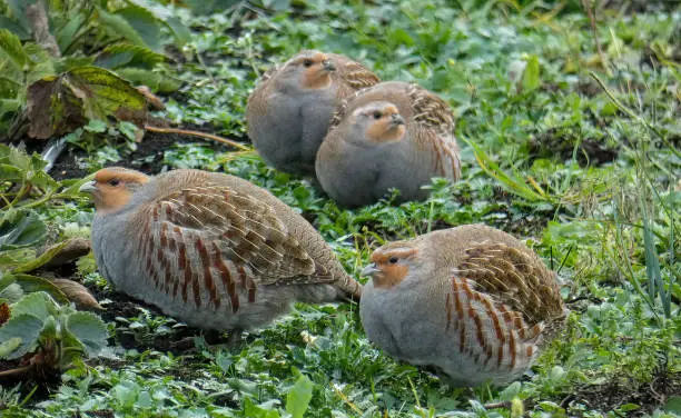 Photo of The strawberries are harvested and the Grey partridge will take care of the grass