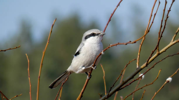 istock Lanius excubitor, gray shrike hunts 1496199623