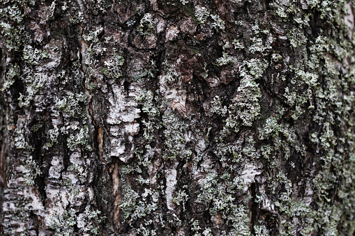 Bark of a birch