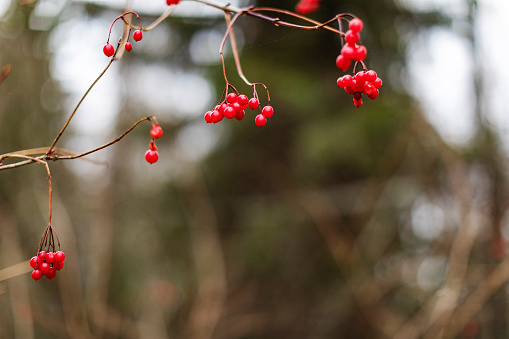 Butcher's Broom branches with ripe red berries in to the forest on a sunny day. Ruscus aculeatus bush on winter season