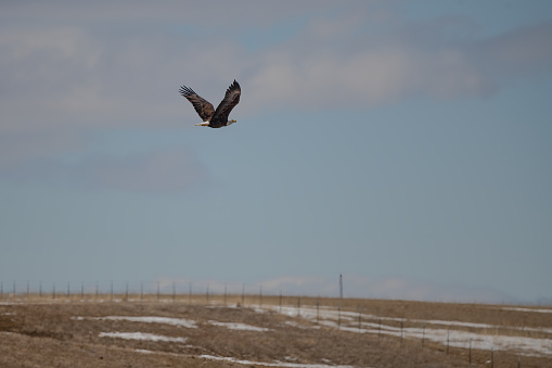 Bald Eagle flying low over Montana prairie, in western USA, North America..