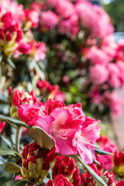 istock Blooming azalea bush in the park 1496200883