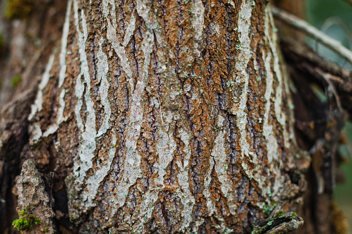 Tree bark, closeup