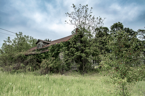 Abandoned house covered with overgrown weeds