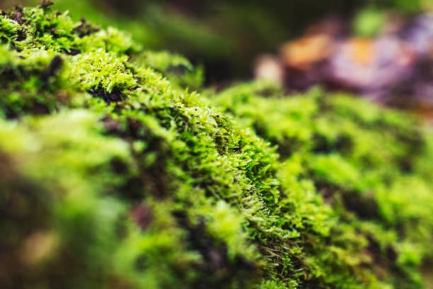 Closeup of tree bark with green moss