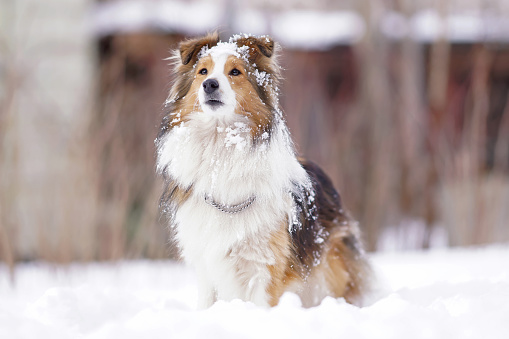 Adorable sable and white Sheltie dog with a chain collar posing outdoors standing on a snow in winter