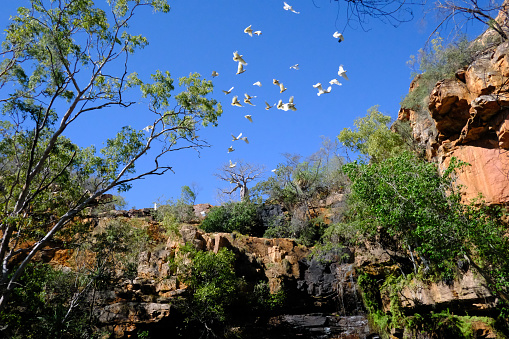 Birds flying away from a billabong on along the Gibb River Road