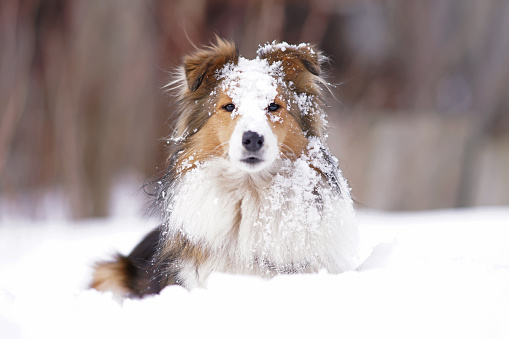 Cute sable and white Sheltie dog posing outdoors with a snowy muzzle lying down on a snow in winter