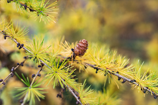 Mugo pine sprig with cones  isolated on white background
