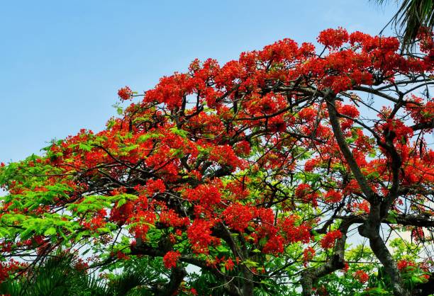 istock Plumeria Tree and Palm Tree Fronds 1496206187
