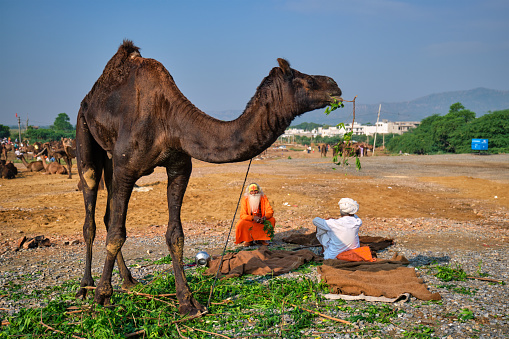 Pushkar, India - November 7, 2019: Indian man, his camel and sadhu at Pushkar camel fair Pushkar Mela - annual camel and livestock fair, one of the world's largest camel fairs and tourist attraction