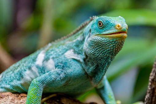 A selective focus shot of a vivid blue iguana on a tree branch