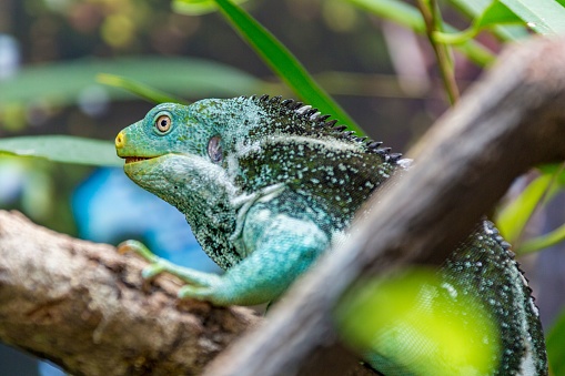 A selective focus shot of a vivid blue iguana on a tree branch