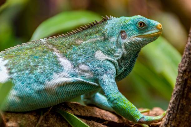 istock Selective focus shot of a vivid blue iguana on a tree branch 1496210060